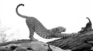 #KB5vyzva - 12 kroků ke zdraví, síle, a kondici: Leopard